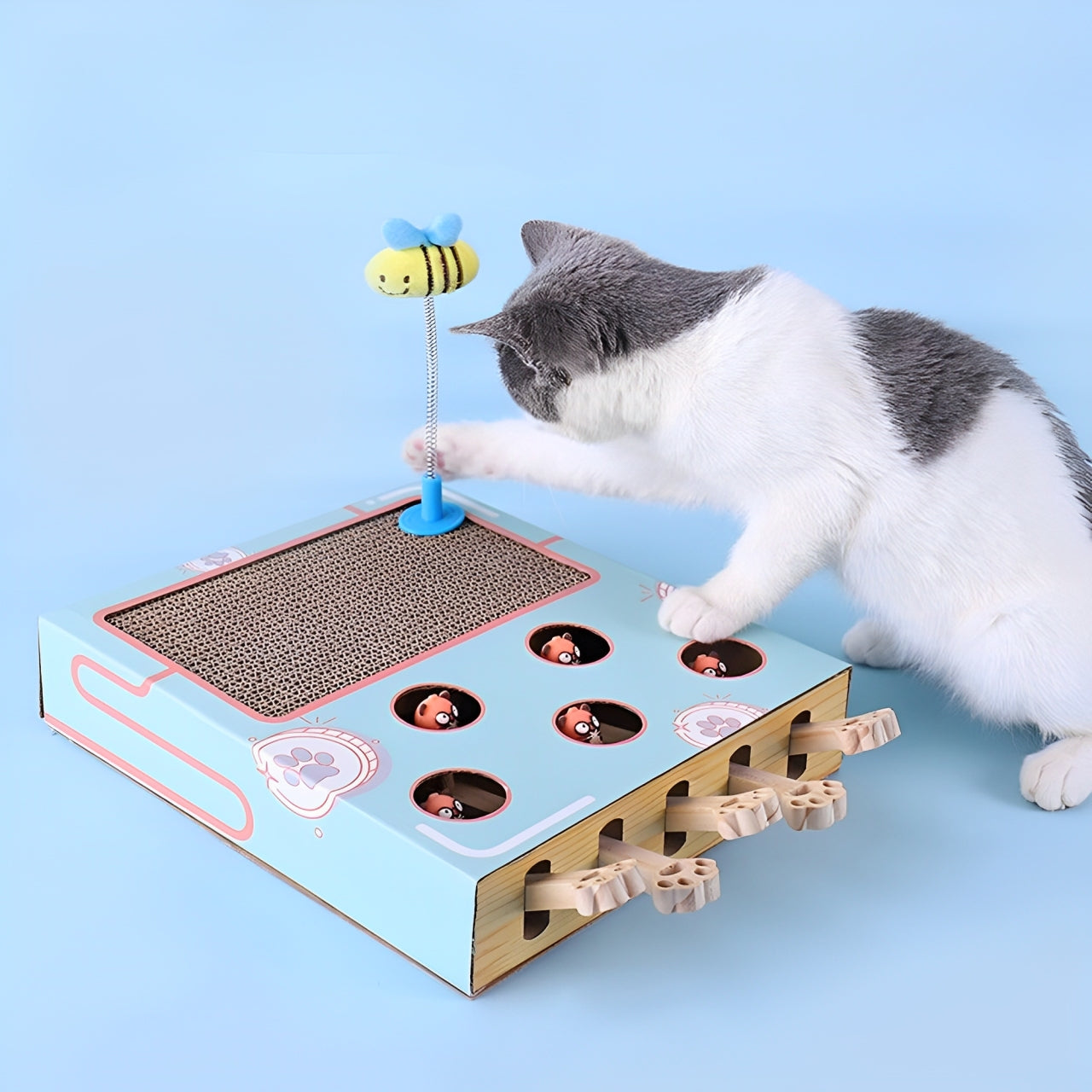 Cat playing with a scratcher toy on a blue background