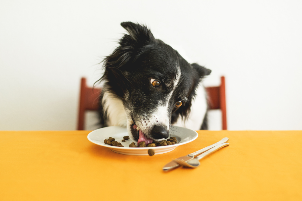 Dog eating from a plate on a table with a white background