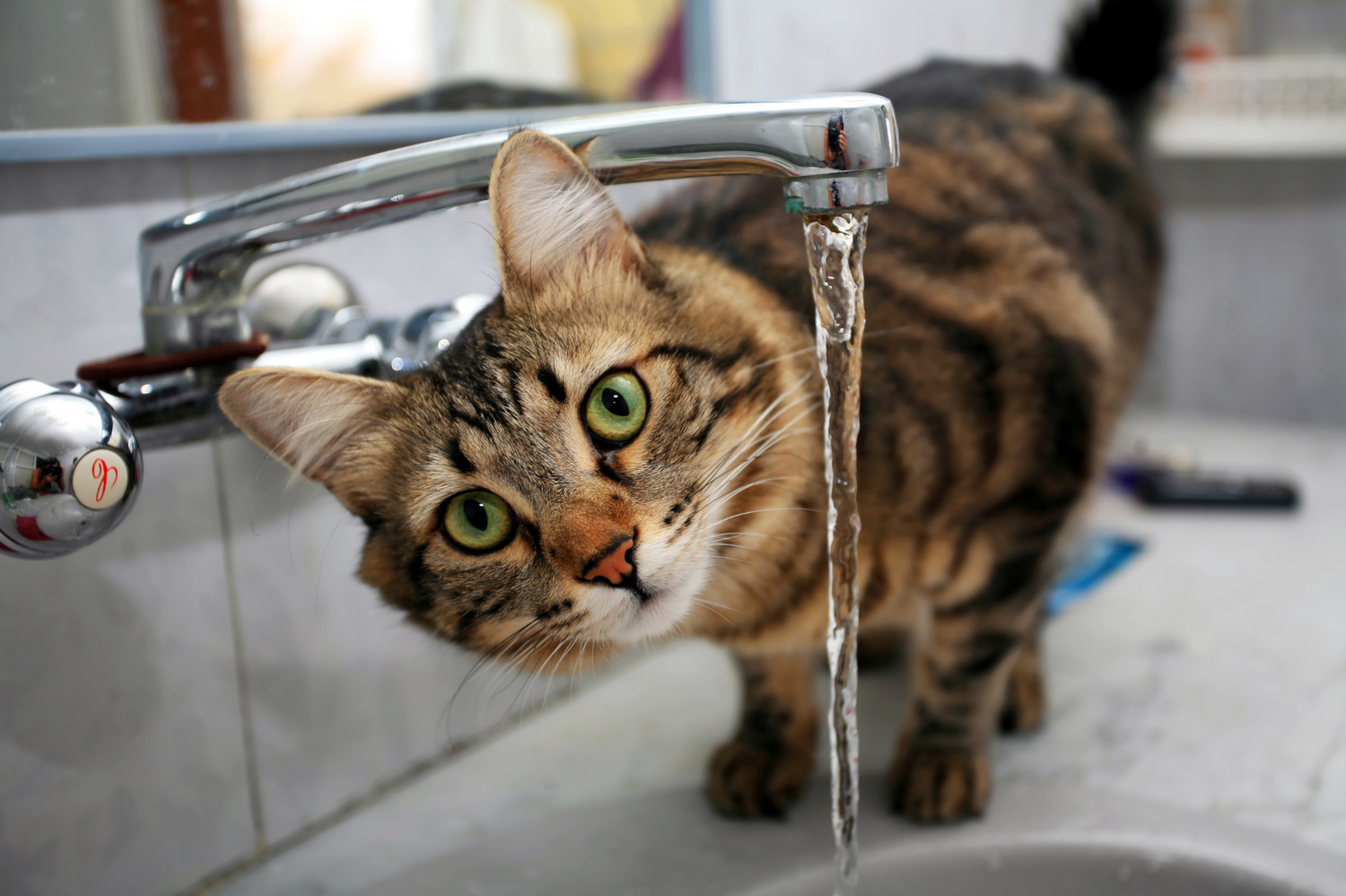 Cat drinking water from a faucet in a sink