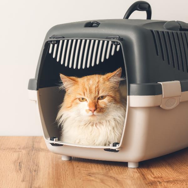 Cat inside a cat crate carrier