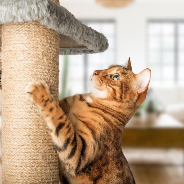 Ginger cat scratching a scratcher pole