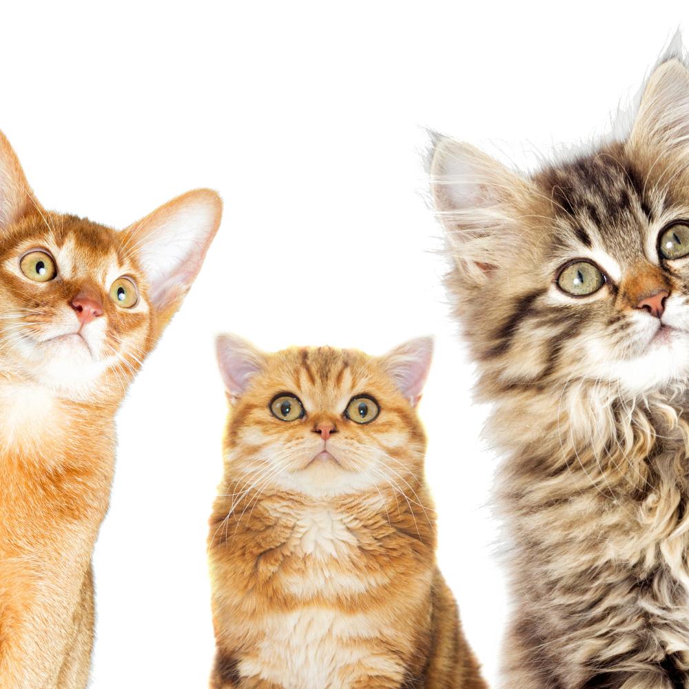 Group of 3 different cats looking at the camera