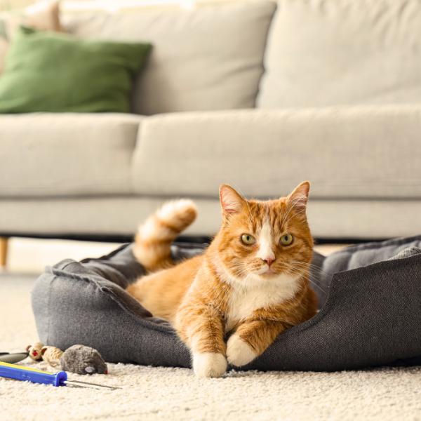 Cat laying on a grey cat bed