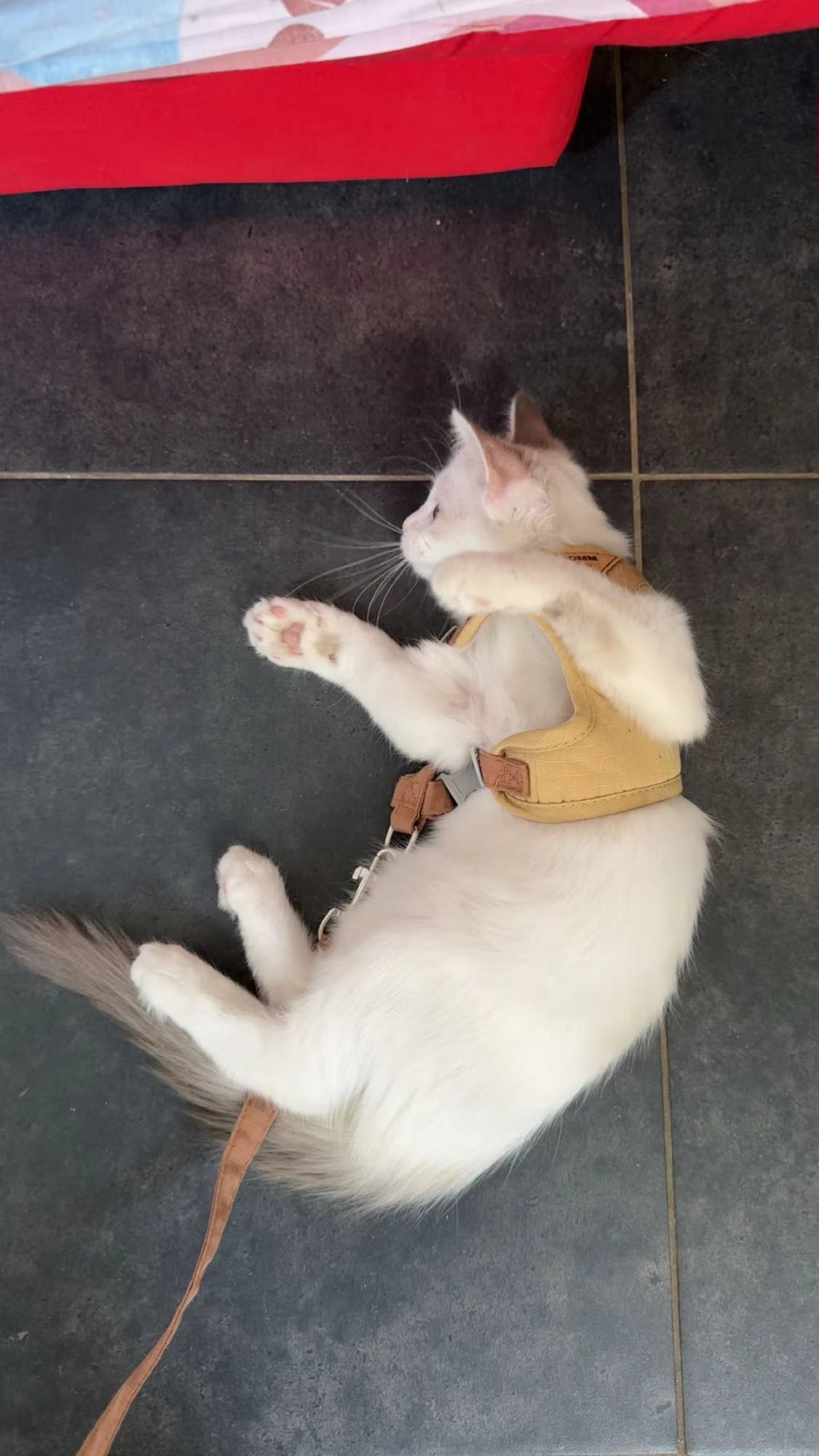 White cat wearing a yellow harness on a dark tiled floor