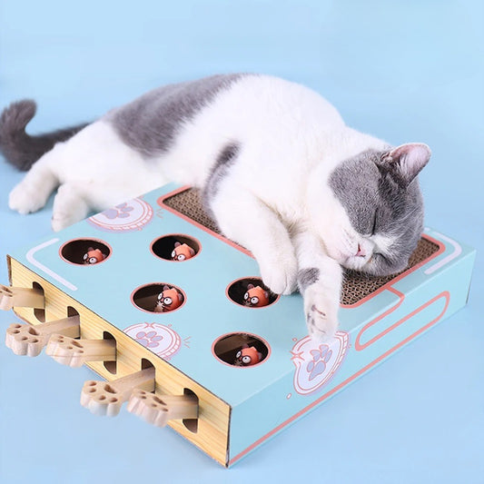 Cat playing with a cardboard toy on a blue background