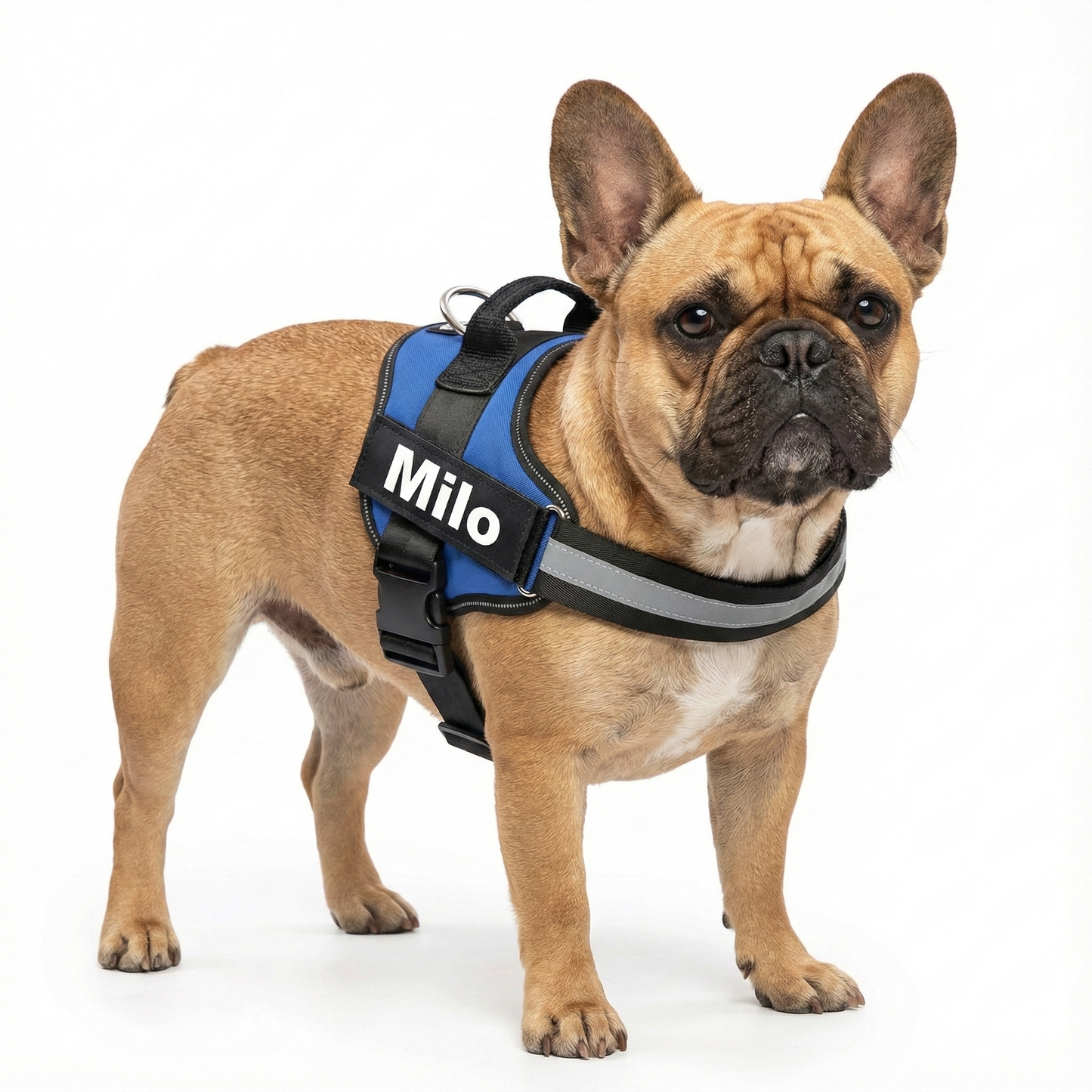 Dog wearing a blue harness with 'Milo' on a white background