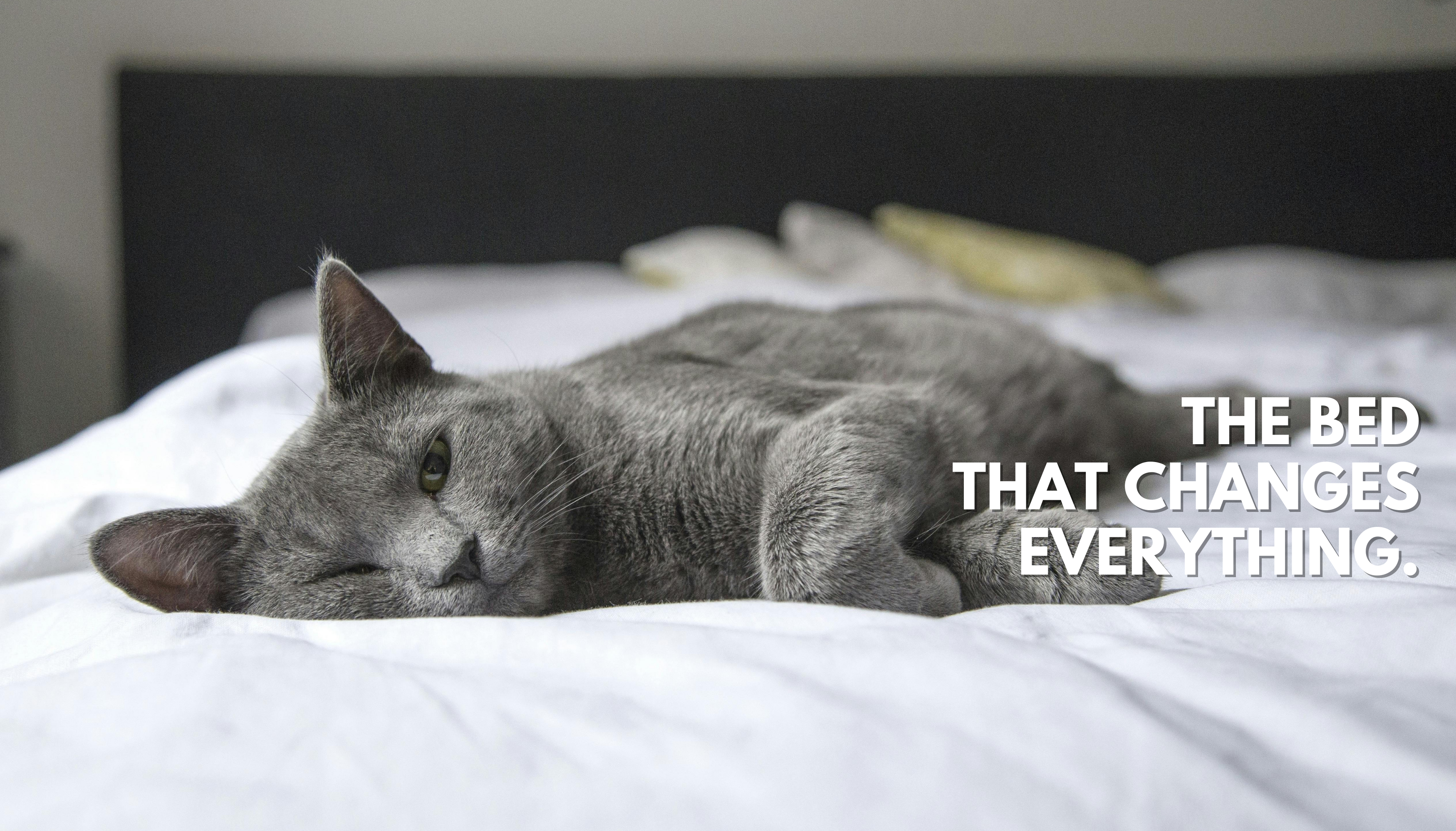 Gray cat lying on a white bed with text 'THE BED THAT CHANGES EVERYTHING.'