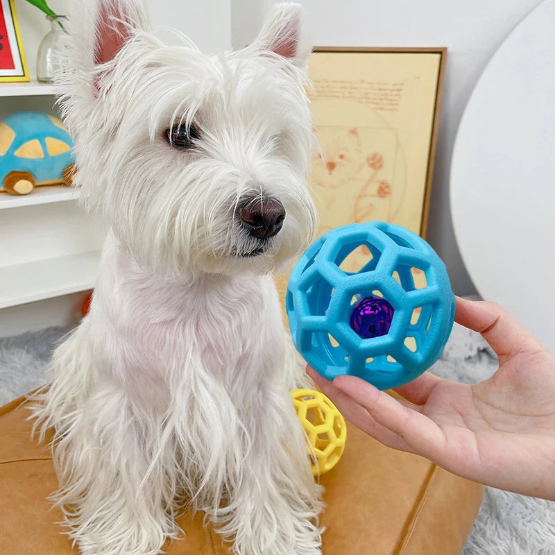 White dog with a blue and yellow ball toy held by a hand indoors.