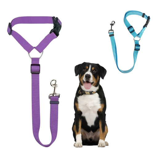 Dog with purple and blue dog leashes and harnesses on a white background