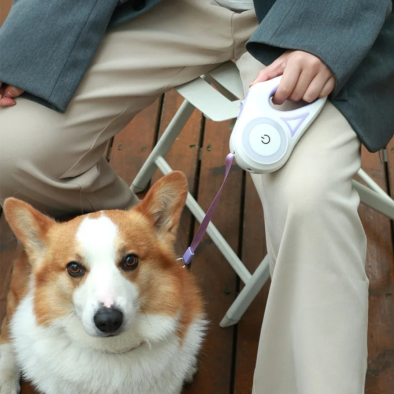 Person holding a dog leash with a corgi sitting next to them on a wooden floor.