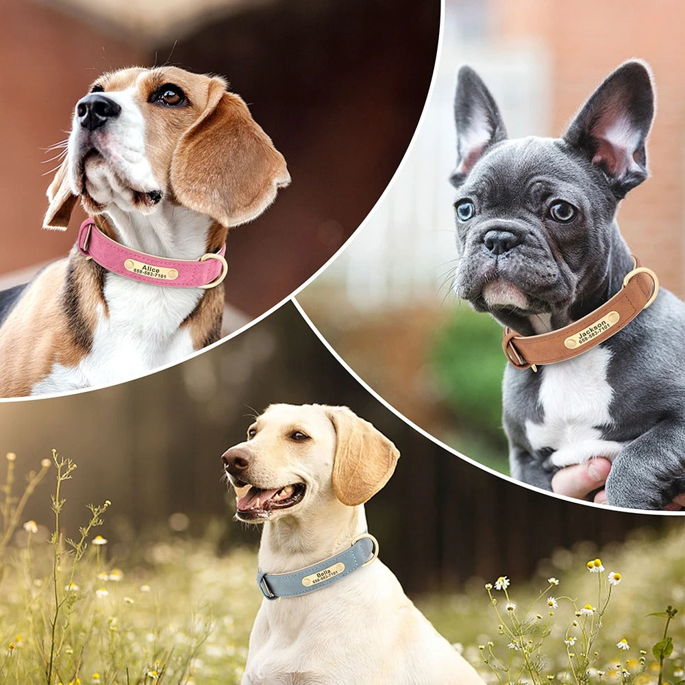 Three dogs wearing collars with visible brand names in different settings.