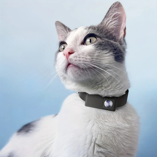 Cat wearing a black collar with a small device on a light blue background