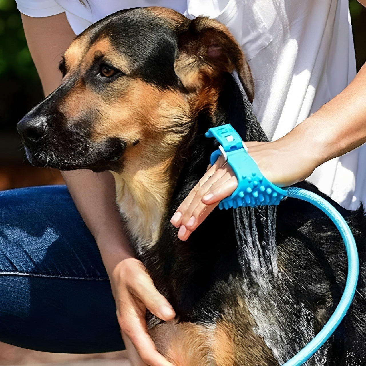Dog being bathed with a blue handheld shower head held by a person.