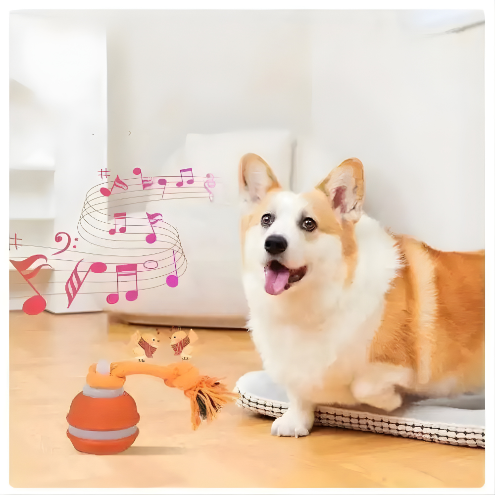 Corgi dog with a toy featuring musical notes on a light wooden floor.