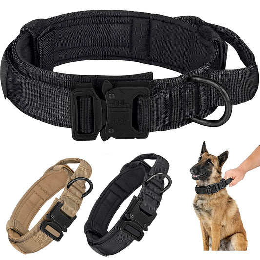 Two dog collars with a dog