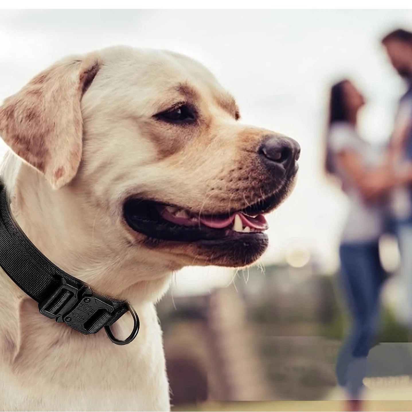 A beige dog with a black collar