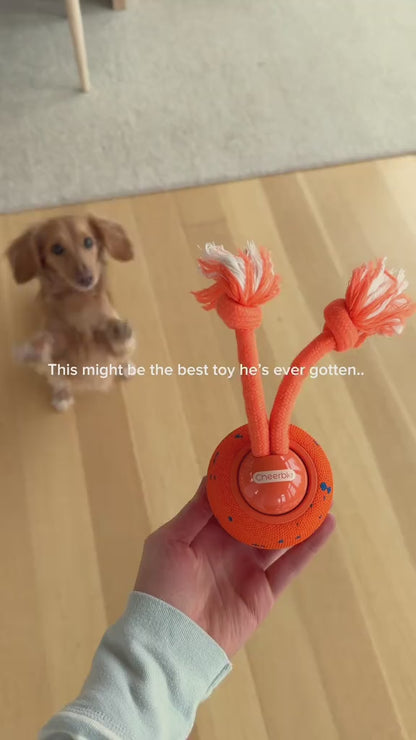 Video of Smart dog toy in use